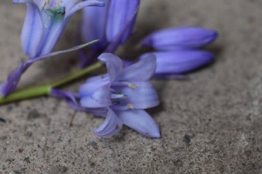 Güneşli bir günde bahçede büyüyen güzel çiçekler. 