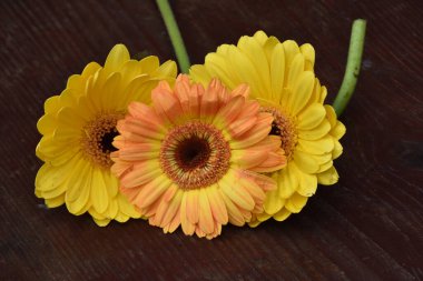 Koyu arkaplanda güzel çiçekler, yaz konsepti, yakın manzara  