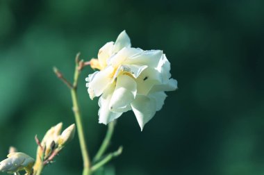 Güneşli bir günde bahçede büyüyen güzel çiçekler. 