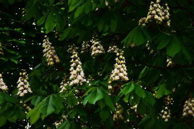 Güneşli bir günde bahçede büyüyen güzel çiçekler. 