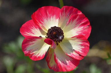 Güneşli bir günde bahçede büyüyen güzel çiçek. 