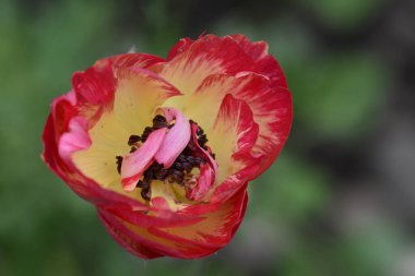 Güneşli bir günde bahçede büyüyen güzel çiçekler. 