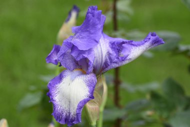 Güneşli yaz gününde bahçede büyüyen güzel göz. 