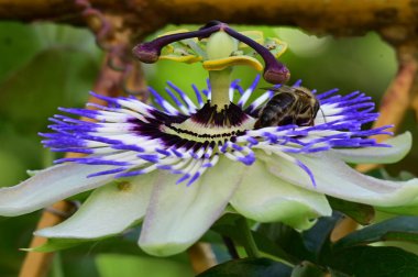 Güneşli bir günde bahçede büyüyen güzel çiçekler. 