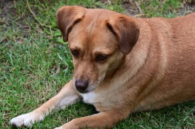 Tatlı köpek yaz günü dışarıda eğleniyor.