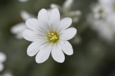 Güneşli bir günde bahçede büyüyen güzel çiçekler. 