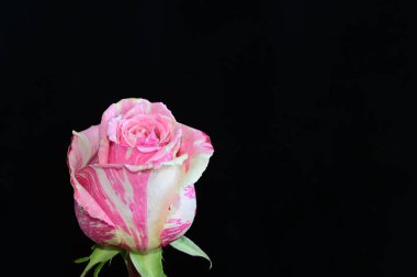 Koyu arkaplanda güzel bir gül, yaz konsepti, yakın görüş  