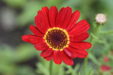 Güneşli bir günde bahçede büyüyen güzel çiçekler. 