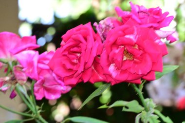 Güneşli yaz gününde bahçede büyüyen güzel güller. 