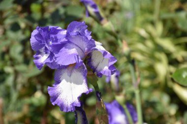 Güneşli bir günde bahçede büyüyen güzel çiçekler. 