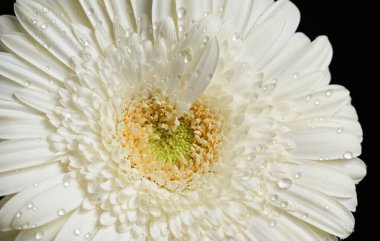 Koyu arkaplanda güzel çiçekler, yaz konsepti, yakın manzara  