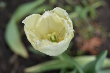 Güneşli yaz gününde bahçede büyüyen güzel lale çiçekleri. 