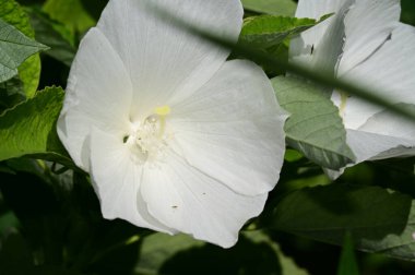 Güneşli bir günde bahçede büyüyen güzel çiçekler. 