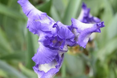 Güneşli yaz gününde bahçede büyüyen güzel göz. 