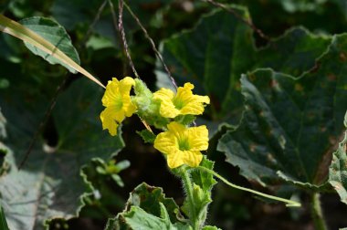 Güneşli bir günde bahçede büyüyen güzel çiçekler. 