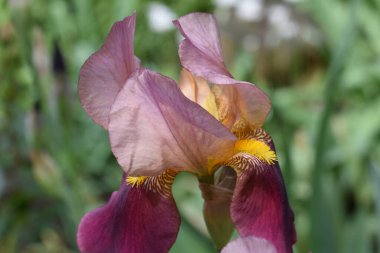 Güneşli yaz gününde bahçede büyüyen güzel göz. 
