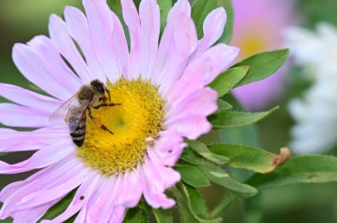 Güneşli bir günde bahçede büyüyen güzel çiçekler. 
