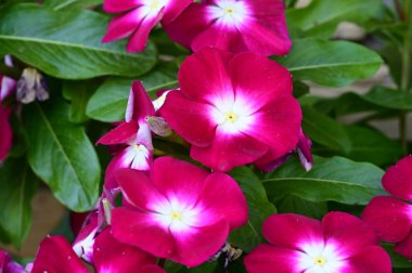 Güneşli bir günde bahçede büyüyen güzel çiçekler. 