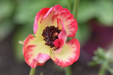 Güneşli bir günde bahçede büyüyen güzel çiçekler. 