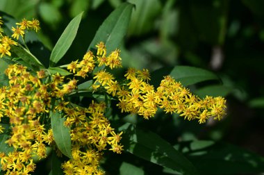Güneşli bir günde bahçede büyüyen güzel çiçekler. 