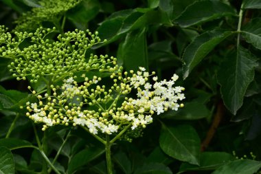 Güneşli bir günde bahçede büyüyen güzel çiçekler. 