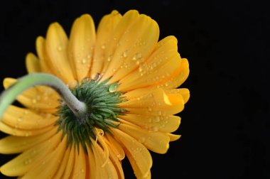 Koyu arkaplanda güzel çiçekler, yaz konsepti, yakın manzara  