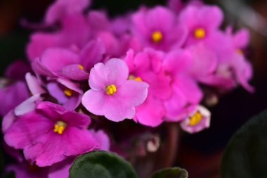 Güneşli bir günde bahçede büyüyen güzel çiçekler. 