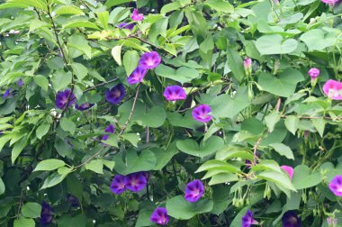 Güneşli bir günde bahçede büyüyen güzel çiçekler. 