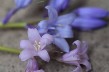 Güneşli bir günde bahçede büyüyen güzel çiçekler. 