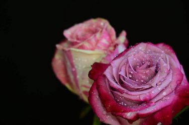 Koyu arkaplanda güzel güller, yaz konsepti, yakın manzara  