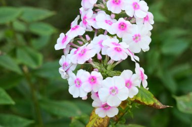 Güneşli bir günde bahçede büyüyen güzel çiçekler. 