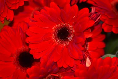 Güzel Gerbera çiçekleri, yaz konsepti, yakın manzara  
