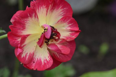 Güneşli bir günde bahçede büyüyen güzel çiçekler. 