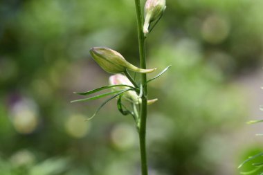 Güneşli bir günde bahçede büyüyen güzel çiçekler. 