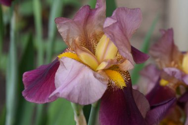 Güneşli yaz gününde bahçede büyüyen güzel irisler 