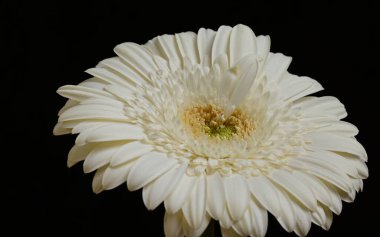 Koyu arkaplanda güzel çiçekler, yaz konsepti, yakın manzara  