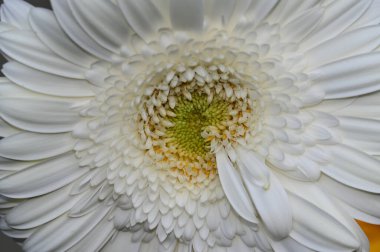 Güzel Gerbera çiçekleri, yaz konsepti, yakın manzara  