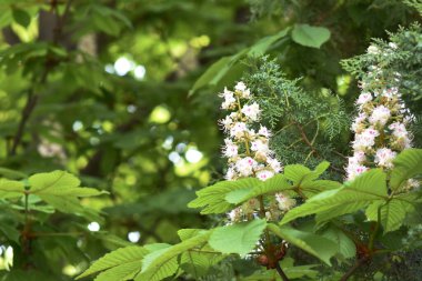 Güneşli bir günde bahçede büyüyen güzel çiçekler. 