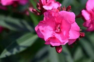 Güneşli bir günde bahçede büyüyen güzel çiçekler. 