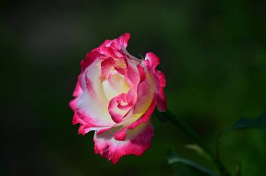 Güneşli bir günde bahçede büyüyen güzel çiçekler. 