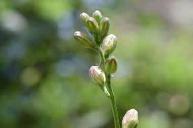 Güneşli bir günde bahçede büyüyen güzel çiçekler. 