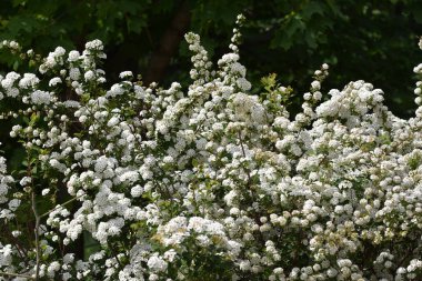 Güneşli bir günde bahçede büyüyen güzel çiçekler. 