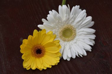 Güzel Gerbera çiçekleri, yaz konsepti, yakın manzara  