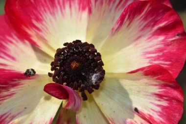 Güneşli bir günde bahçede büyüyen güzel çiçek. 