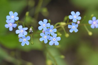 Güneşli bir günde bahçede büyüyen güzel çiçekler. 
