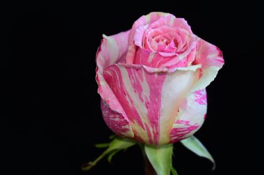 Koyu arkaplanda güzel bir gül, yaz konsepti, yakın görüş  