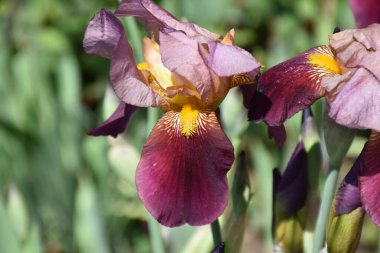 Güneşli bir günde bahçede büyüyen güzel çiçekler. 