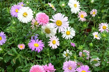 Güneşli bir günde bahçede büyüyen güzel çiçekler. 