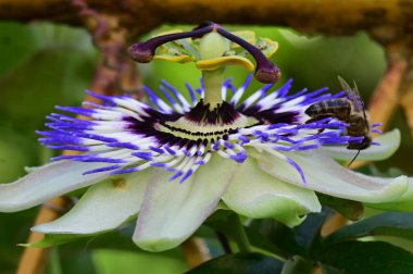 Güneşli bir günde bahçede büyüyen güzel çiçekler. 