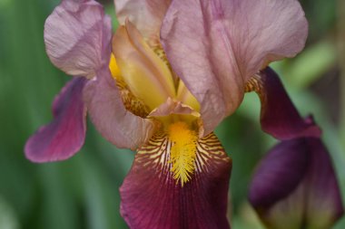 Güneşli yaz gününde bahçede büyüyen güzel göz. 